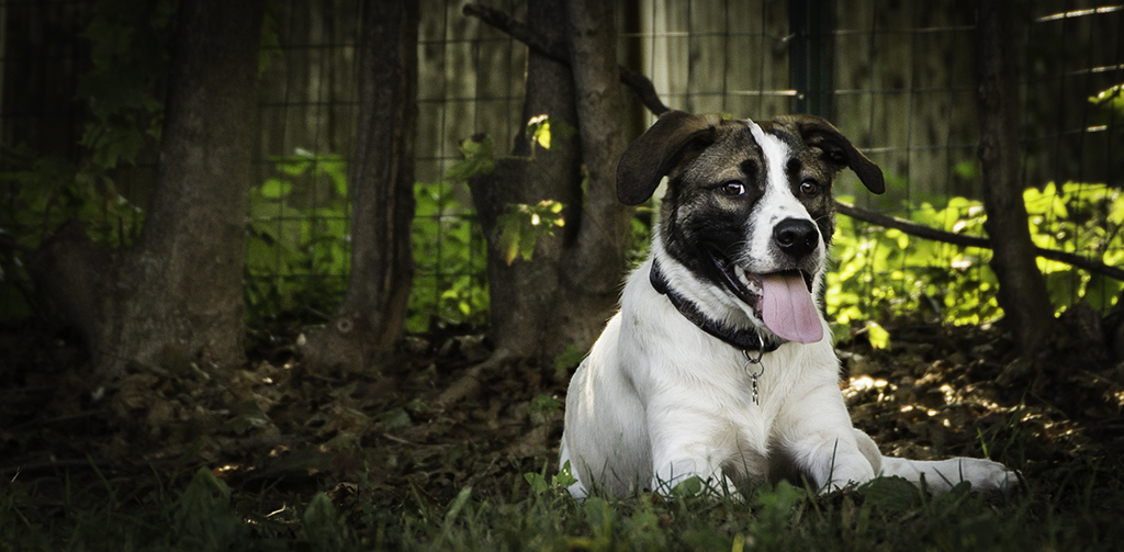 Asigned Subject In Class M By Donna Owens-Beeson For Cooper OCT-2018.jpg